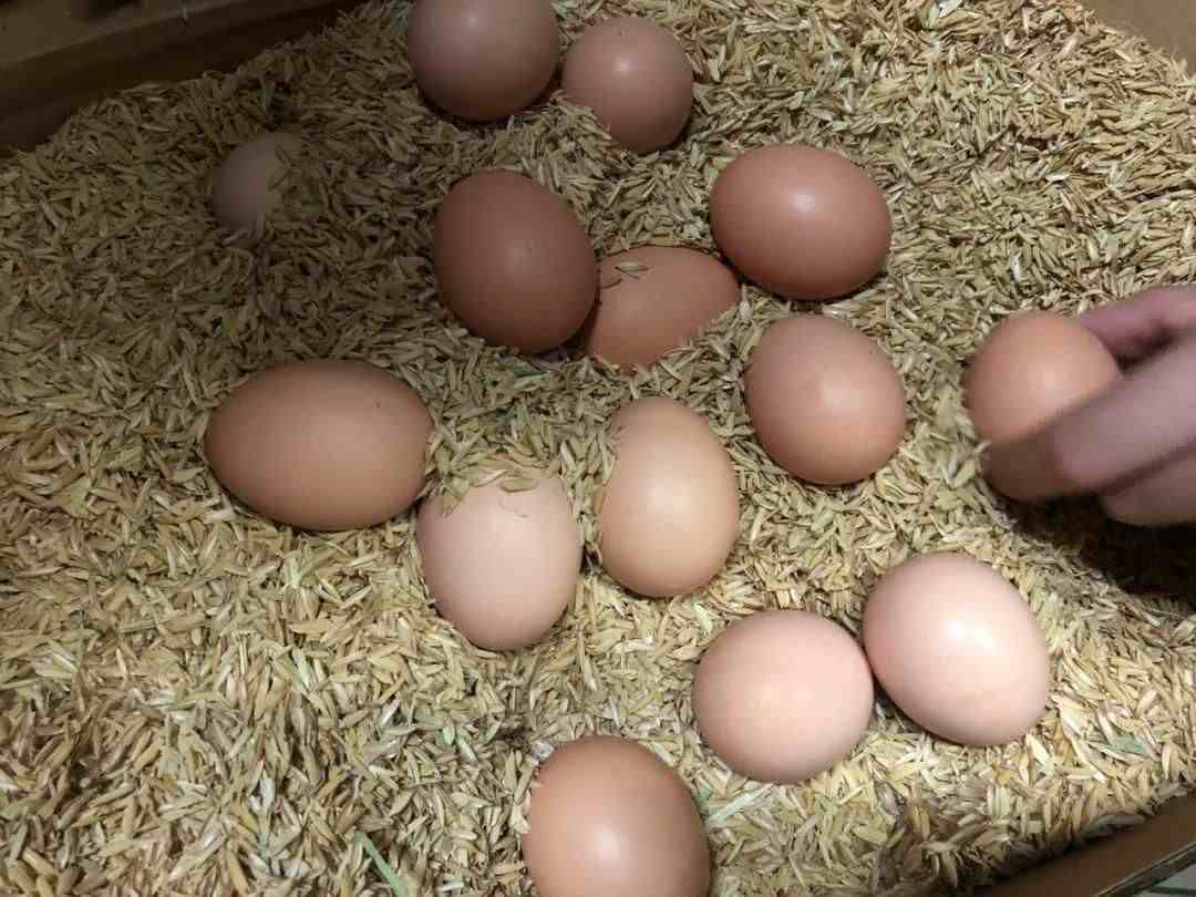 鸡蛋包装|这真的是鸡蛋的包装设计吗？