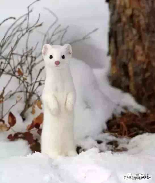 关注：冬天到了，野外的动物是怎么过冬的呢？