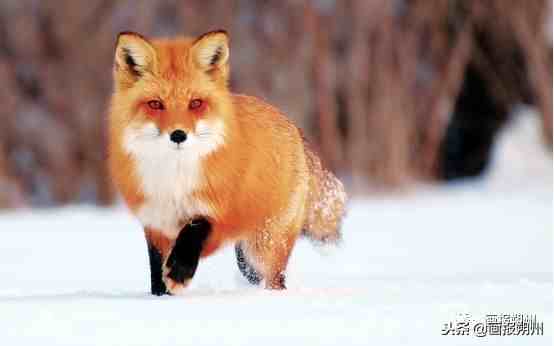 关注：冬天到了，野外的动物是怎么过冬的呢？