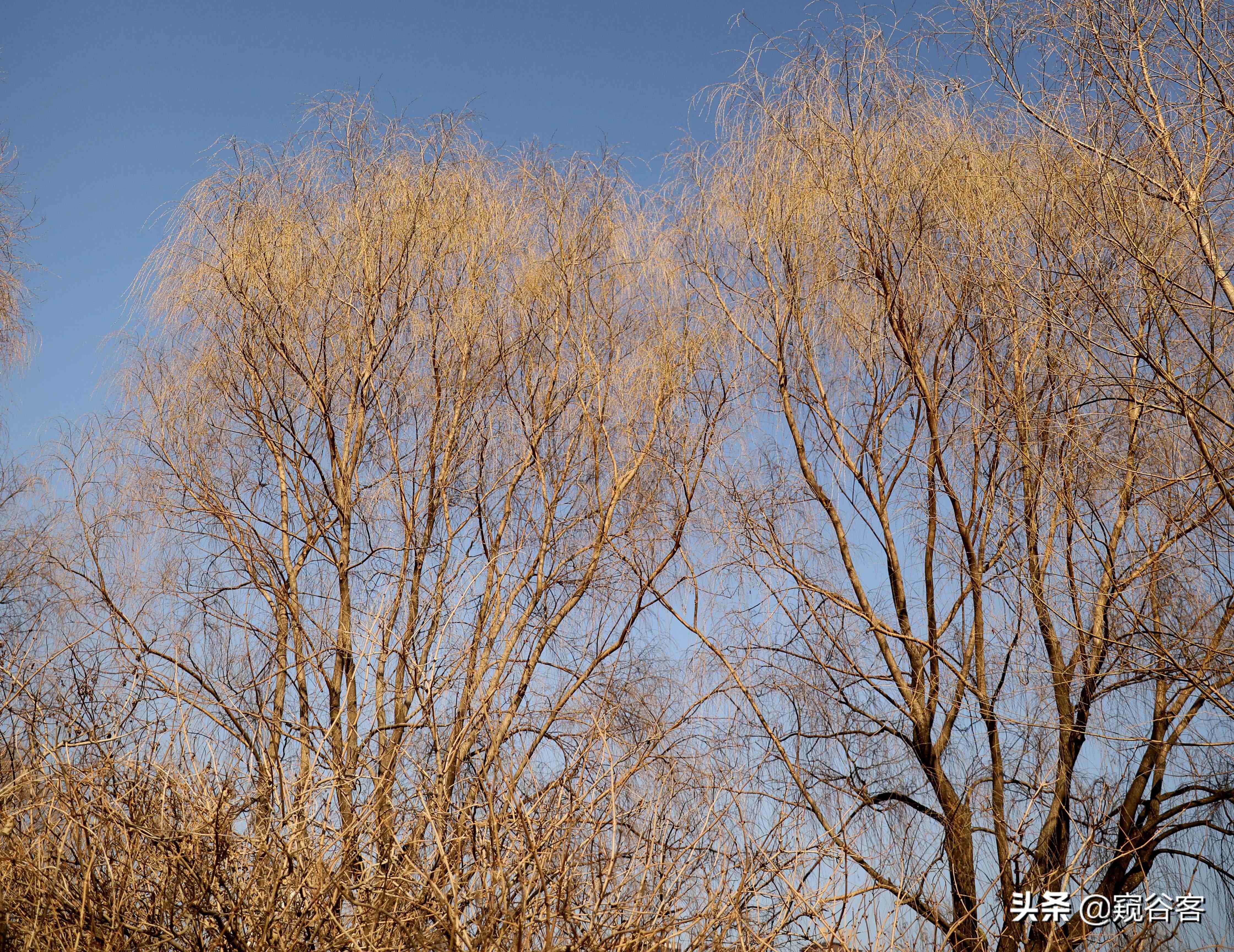 即是节日又是节气|既是节气又是节日、同时涵盖三个节日习俗的清明节？