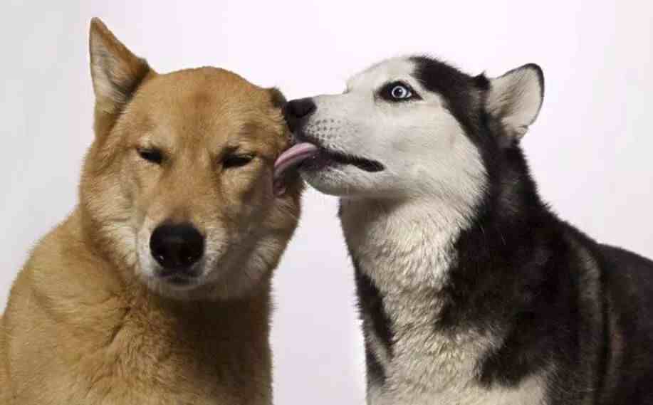 爆红网络的流行语“舔狗”，究竟反映怎样的恋爱价值观？