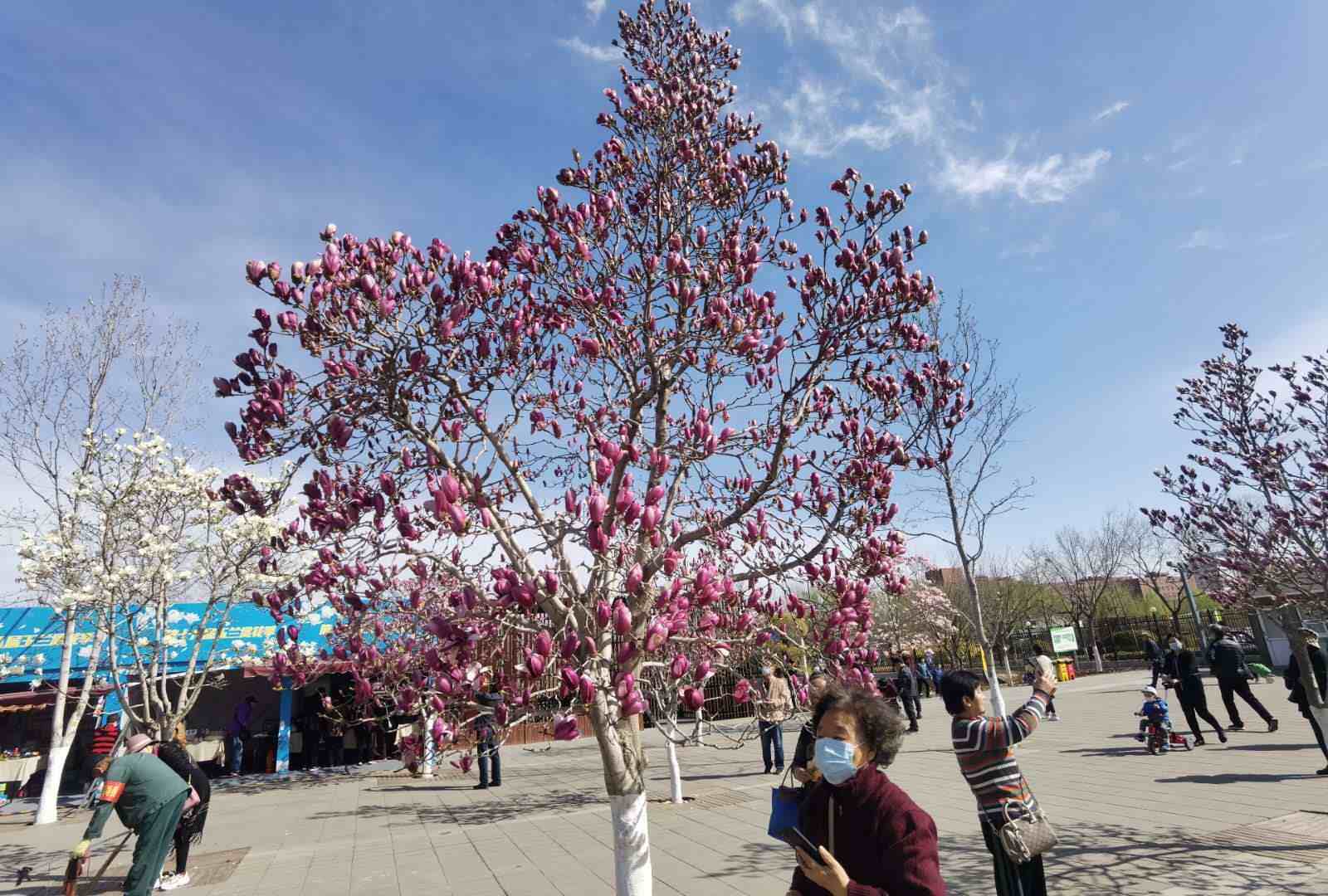 国际雕塑公园玉兰花（北京规模最大玉兰观赏园） 投稿 第3张