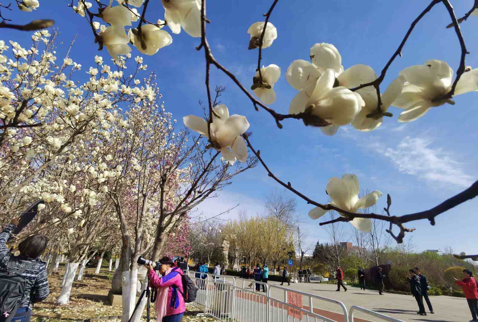 国际雕塑公园玉兰花（北京规模最大玉兰观赏园） 投稿 第5张