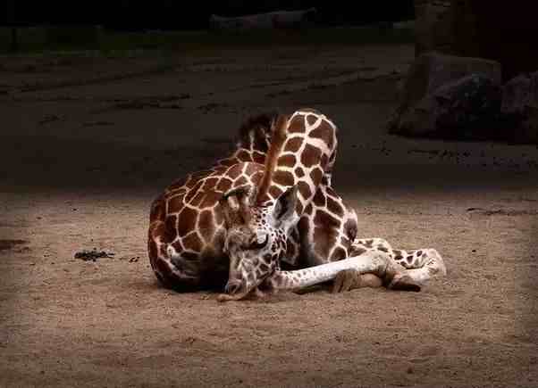 因为长的太高，长颈鹿养成了特殊的睡眠习惯