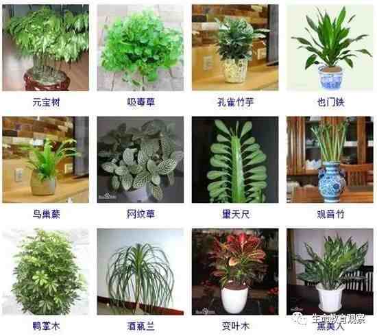 植物图片及名称大全|室内植物品种大全