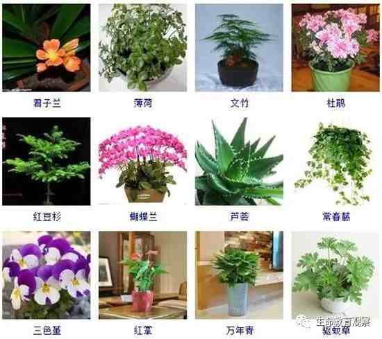 植物图片及名称大全|室内植物品种大全