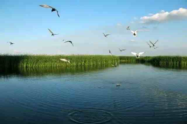 中国十大魅力湿地|美丽与叹息 中国十大魅力湿地