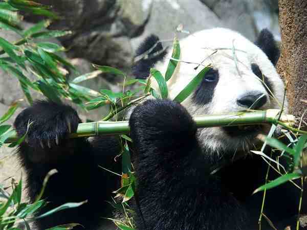 大熊猫爱吃的植物|大熊猫为何爱吃竹子？