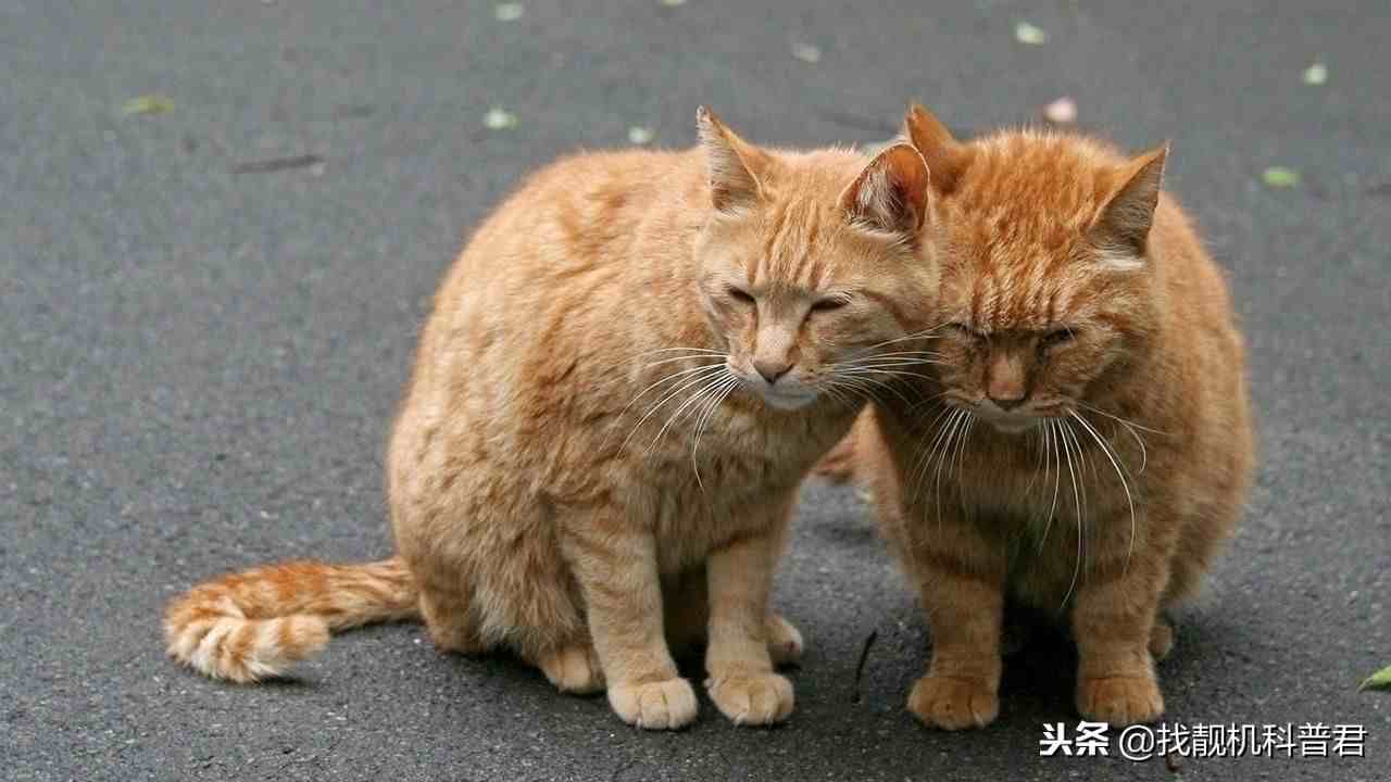 猫肉能吃吗|猫肉营养丰富，为什么中国人却从来不吃？