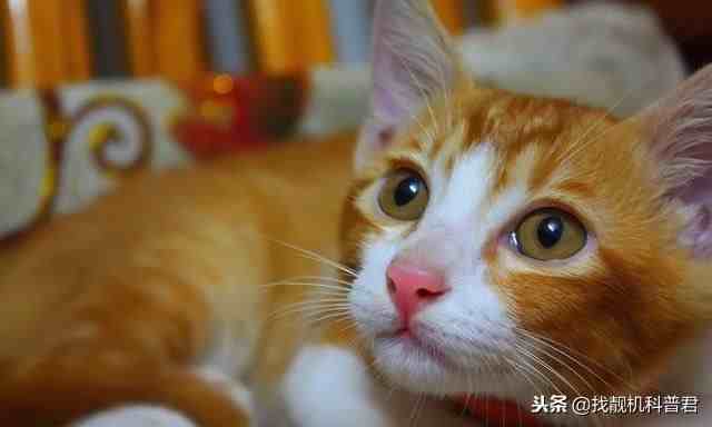 猫肉营养丰富，为什么中国人却从来不吃？
