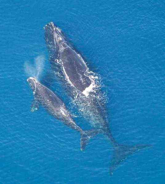 鲸鱼不是鱼而是哺乳动物，其祖先竟和羊差不多，如何成了庞然大物
