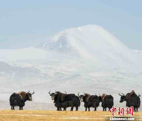 可可西里申遗成功|青海可可西里成功“申遗”两周年