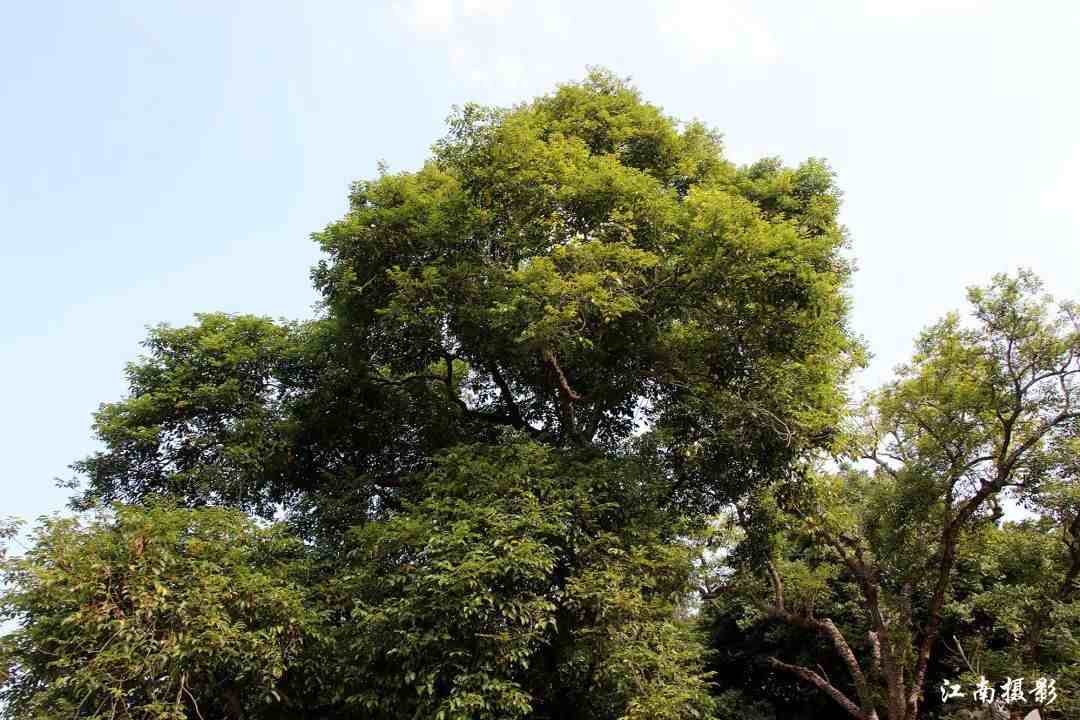 潮州石庵|潮州意溪镇石庵古寺