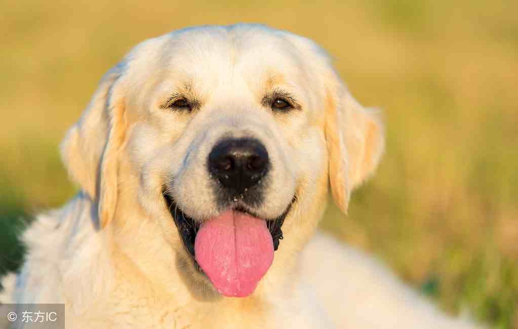 世界十大智商最高的狗狗排名，养狗的话请在这里挑选！
