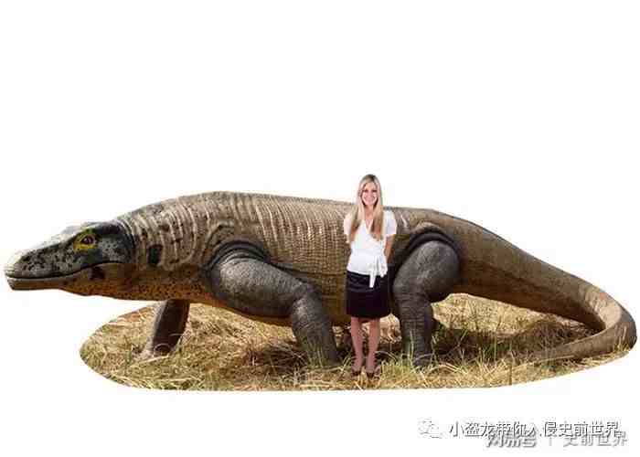 古巨蜥：死在人类手上的澳洲魔龙