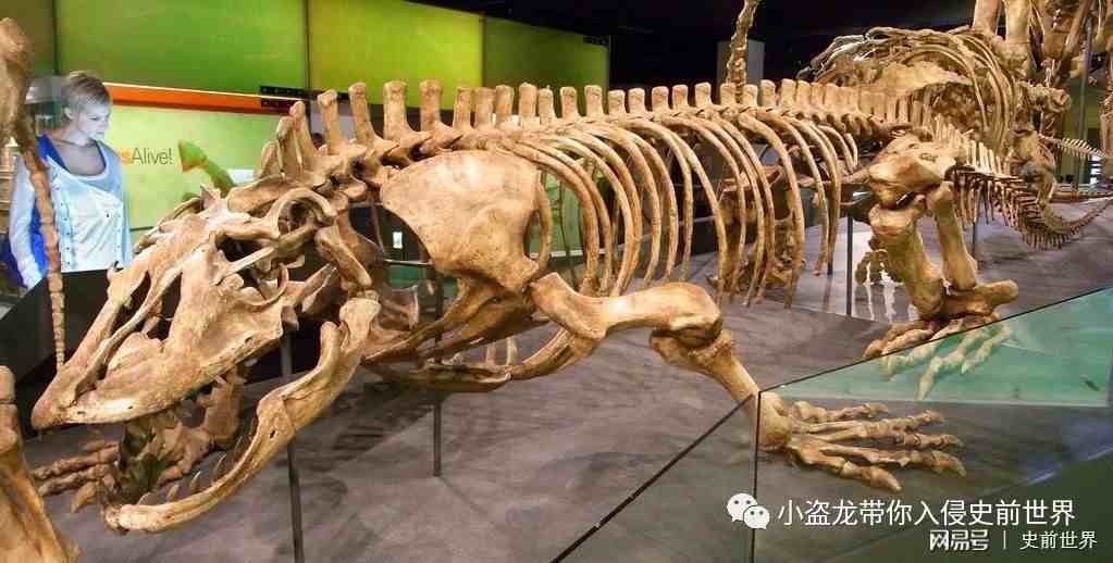 古巨蜥澳洲魔龙|死在人类手上的澳洲魔龙