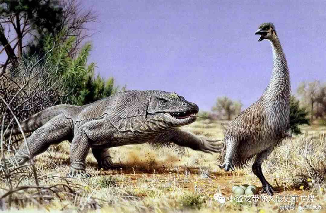 古巨蜥澳洲魔龙|死在人类手上的澳洲魔龙