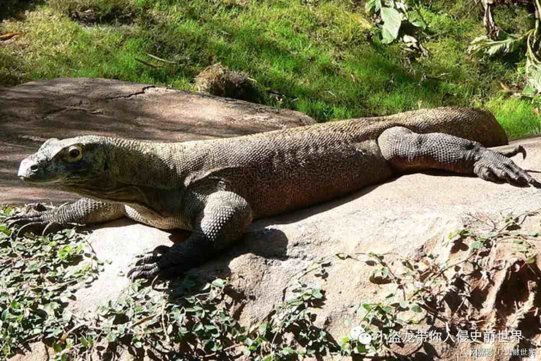 古巨蜥：死在人类手上的澳洲魔龙