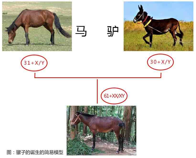 骡子和马的区别|如何区分马、骡子和驴？