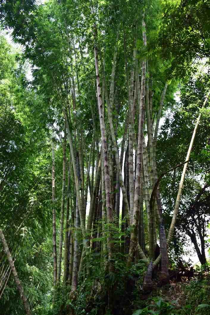 奇特的竹子丨凡此种种