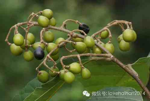 海南水果|这才是海南最全的水果介绍！