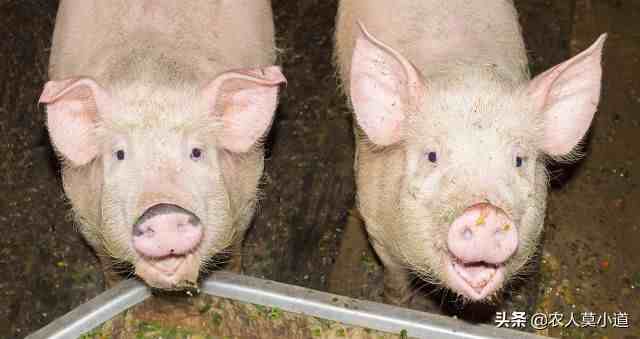 现在养猪行业值不值得投入？红利期还有多久会消失呢？