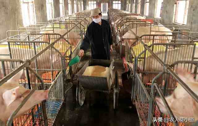 现在养猪行业值不值得投入？红利期还有多久会消失呢？
