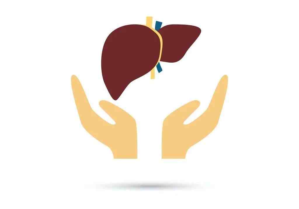 护肝片的功效与作用|护肝片真的能够保护肝脏？
