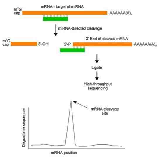 怎么大规模鉴定miRNA靶基因？
