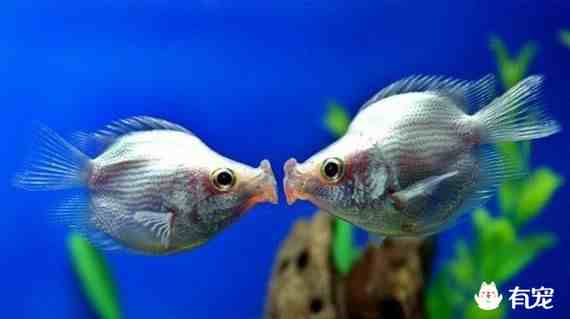 接吻鱼怎么养|接吻鱼的饲养基础小知识