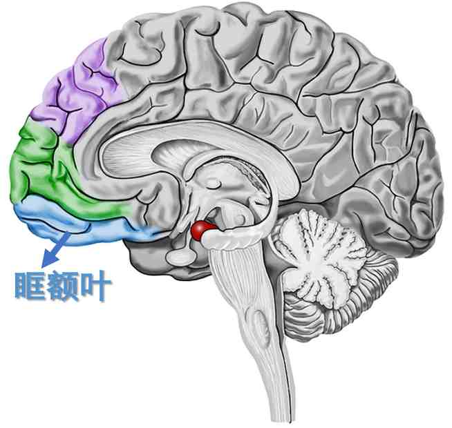 大脑情绪控制系统——边缘系统
