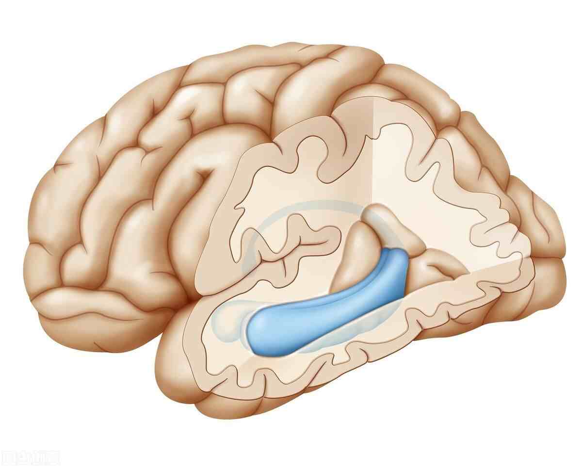 大脑情绪控制系统——边缘系统