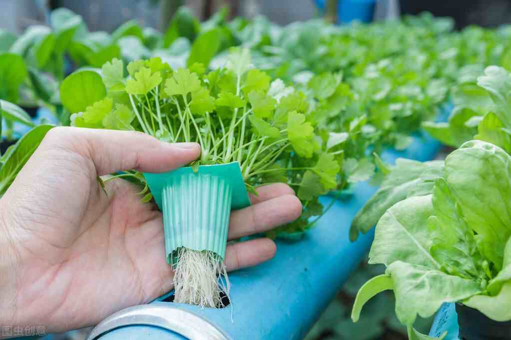 什么是水培蔬菜？水培蔬菜怎么做？水培蔬菜是否对人体有害？