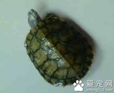 巴西龟腐甲病|巴西龟腐甲病的预防与治疗