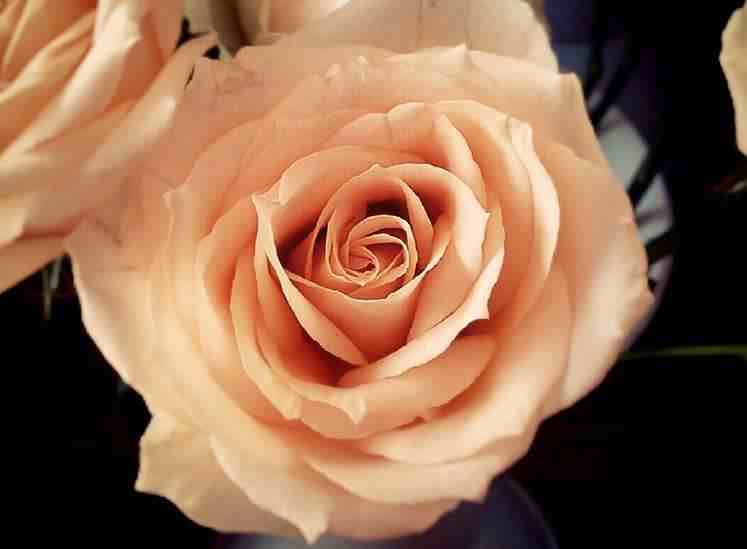 玫瑰花不同花色、数量代表的寓意不同，七夕送花可不要送错了