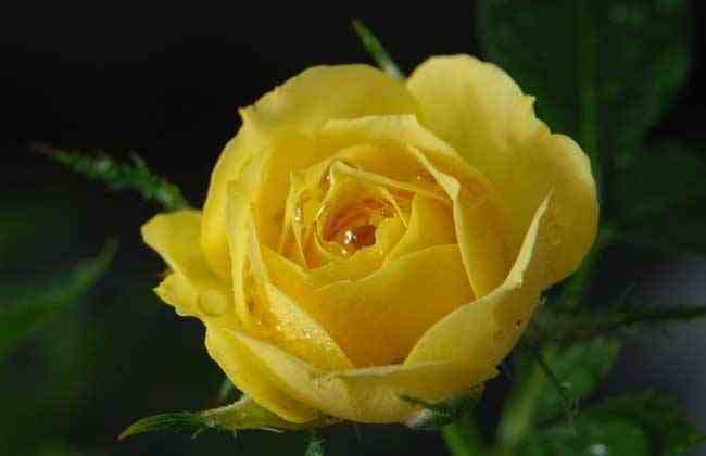 玫瑰花不同花色、数量代表的寓意不同，七夕送花可不要送错了