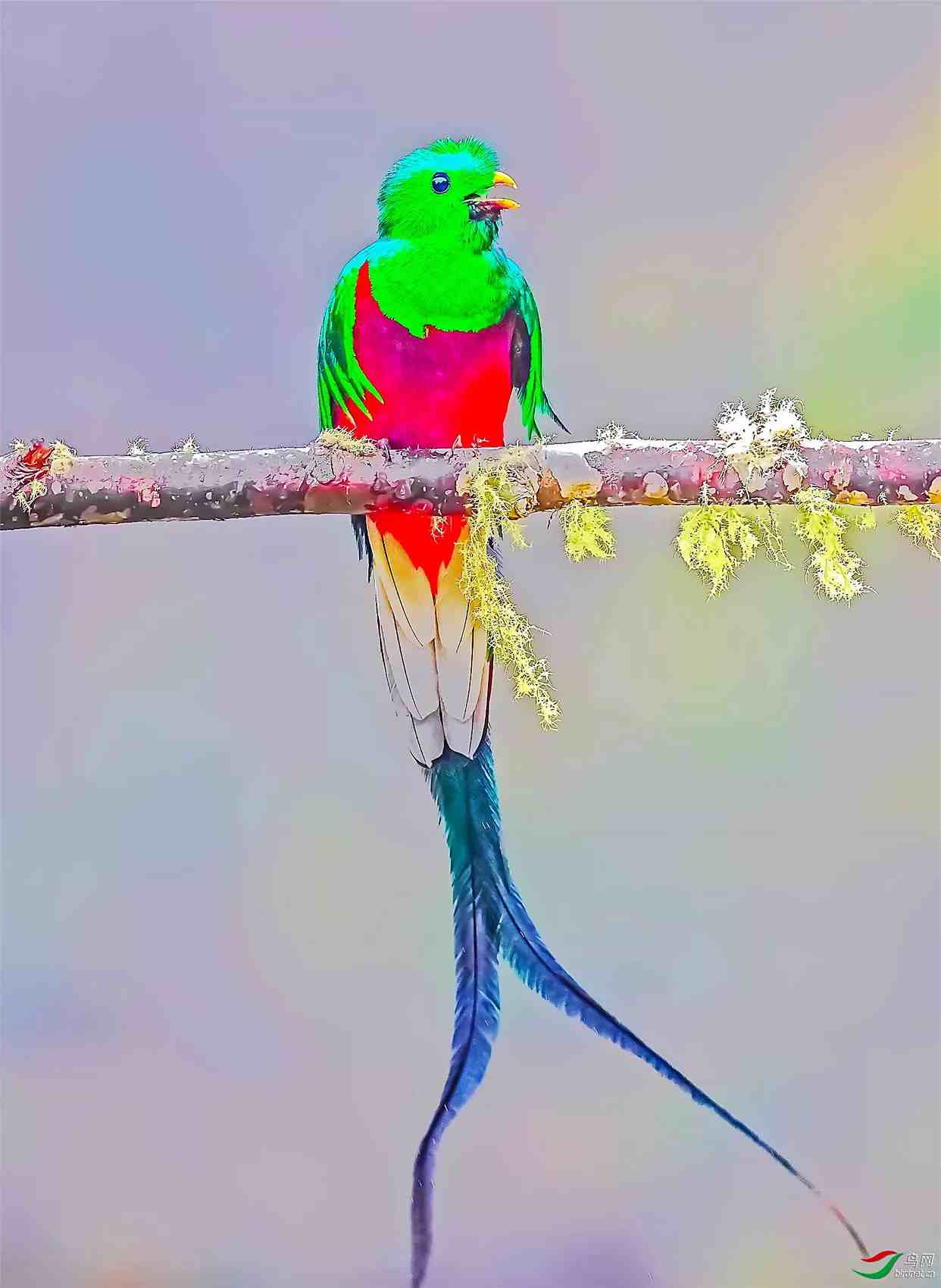 凤尾绿咬鹃～玛雅人的圣鸟