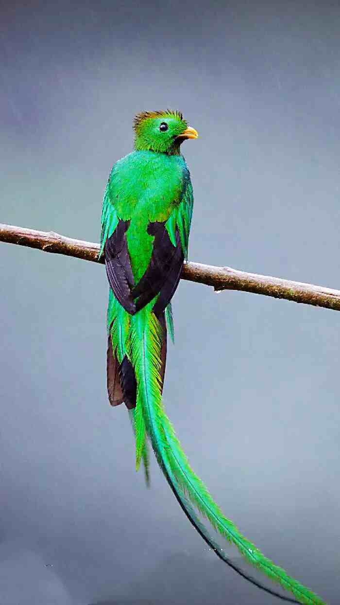 凤尾绿咬鹃|凤尾绿咬鹃～玛雅人的圣鸟