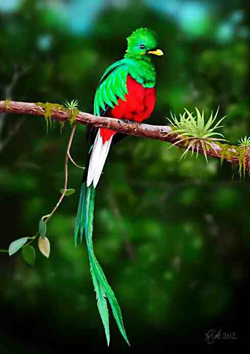 凤尾绿咬鹃|凤尾绿咬鹃～玛雅人的圣鸟