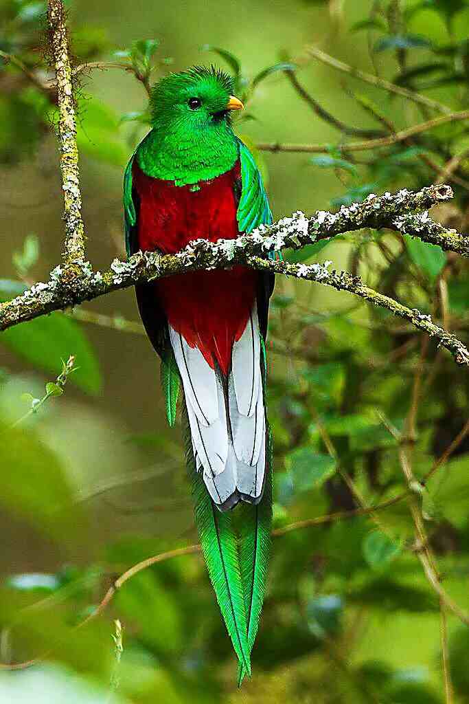 凤尾绿咬鹃～玛雅人的圣鸟