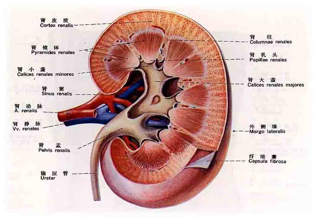 肾脏冠状切面结构图图片