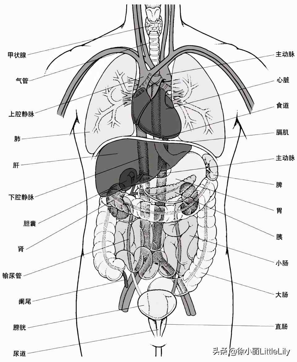 人体器官分布|人体器官骨骼全图