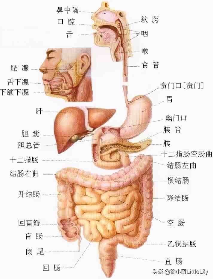 人体器官分布|人体器官骨骼全图