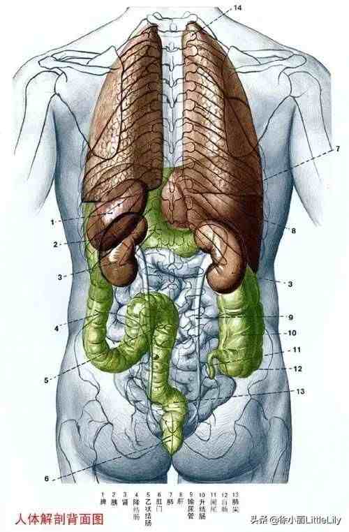 人体器官分布|人体器官骨骼全图