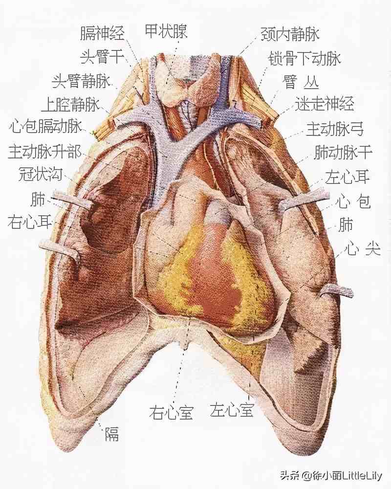 人体器官分布|人体器官骨骼全图