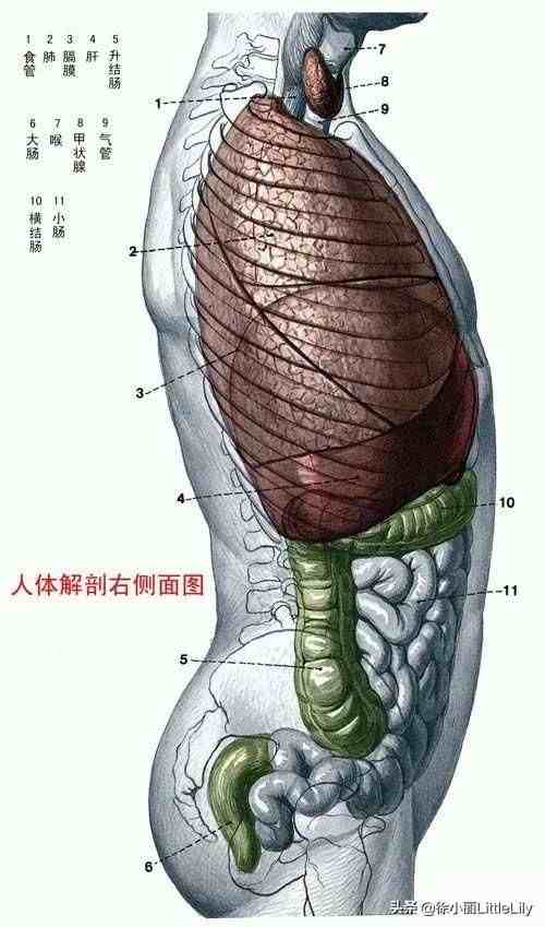 人体器官分布|人体器官骨骼全图