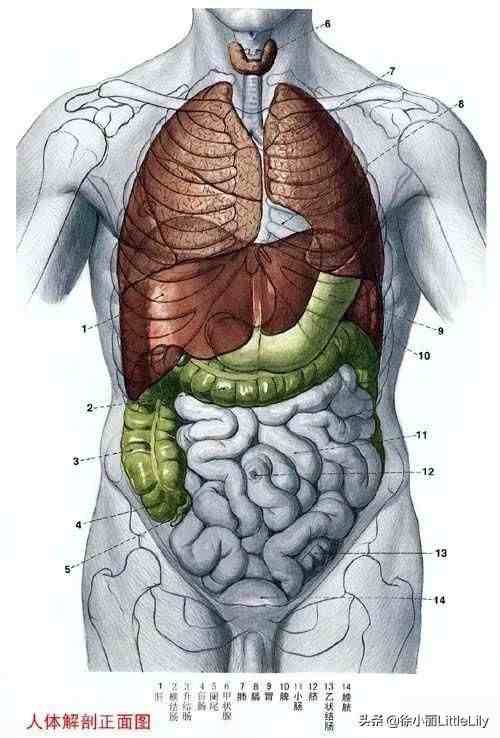 人体器官分布|人体器官骨骼全图