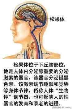 人体器官分布|人体器官骨骼全图