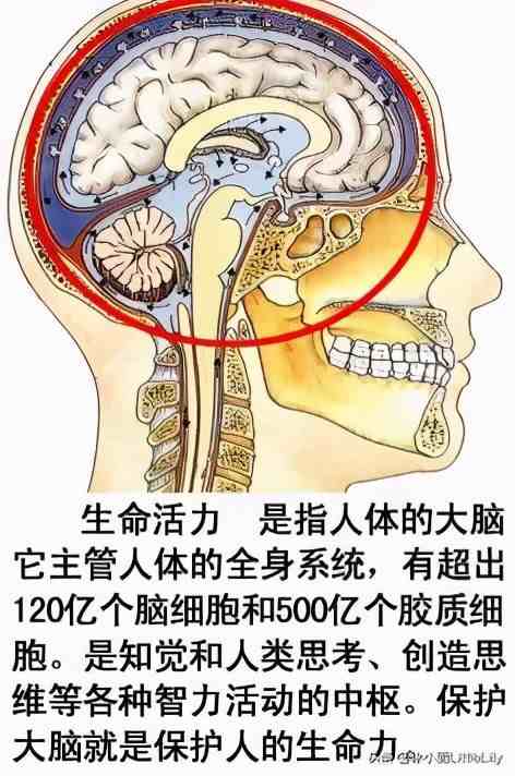 人体器官分布|人体器官骨骼全图