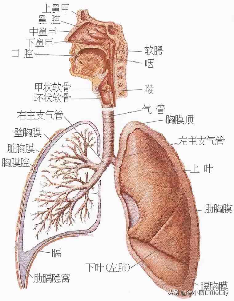 人体器官分布|人体器官骨骼全图